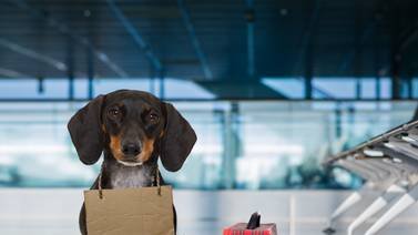 Estos son los requisitos para poder llevarte a tu mascota fuera del país