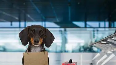 Estos son los requisitos para poder llevarte a tu mascota fuera del país Estos son los requisitos para poder llevarte a tu mascota fuera del país