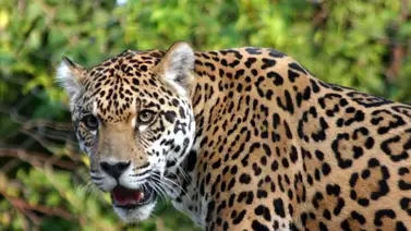 Indígena enfrentó a un jaguar que irrumpió en su comunidad Indígena enfrentó a un jaguar que irrumpió en su comunidad
