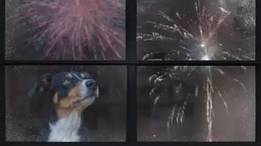 Buscan voluntarios para calmar los nervios a los animales el 4Jul Buscan voluntarios para calmar los nervios a los animales el 4Jul