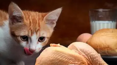 Pollo cocido o crudo ¿Es un alimento apto para los gatos? Pollo cocido o crudo ¿Es un alimento apto para los gatos?