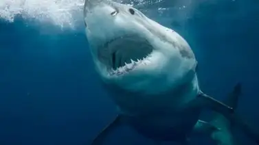 ¡Qué terror! Tiburón de tres metros y más de 150 kilos acecha las costas de EEUU ¡Qué terror! Tiburón de tres metros y más de 150 kilos acecha las costas de EEUU