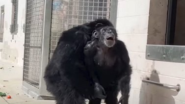 La asombrosa cara de esta chimpancé al ver el cielo por primera vez (+Video)