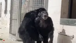 La asombrosa cara de esta chimpancé al ver el cielo por primera vez (+Video)