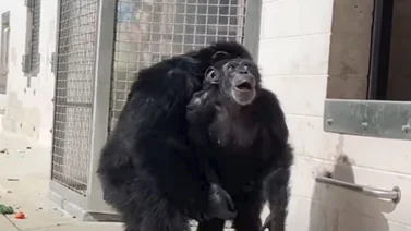 La asombrosa cara de esta chimpancé al ver el cielo por primera vez (+Video)