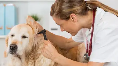 Golden retriever: Enfermedades que pueden afectarle Golden retriever: Enfermedades que pueden afectarle