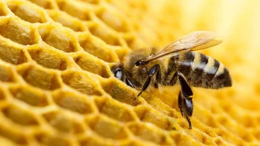 Descubre la importancia de las abejas en la tierra