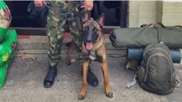Fuerzas Militares reconocen que es improbable encontrar a Wilson