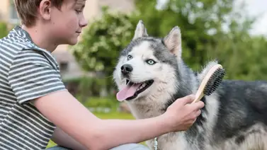 ¿Cómo tratar la muda del pelo en los perros? ¿Cómo tratar la muda del pelo en los perros?