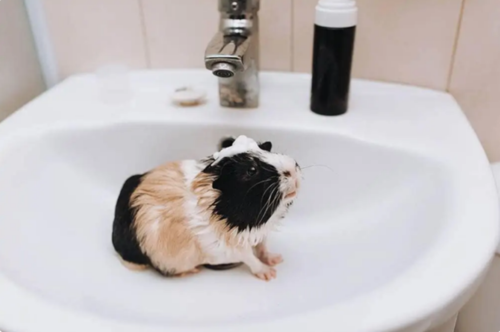 ¿Debes bañar a tu hámster? Entérate aquí