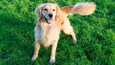 Castrar al perro macho tiene sus ventajas Castrar al perro macho tiene sus ventajas