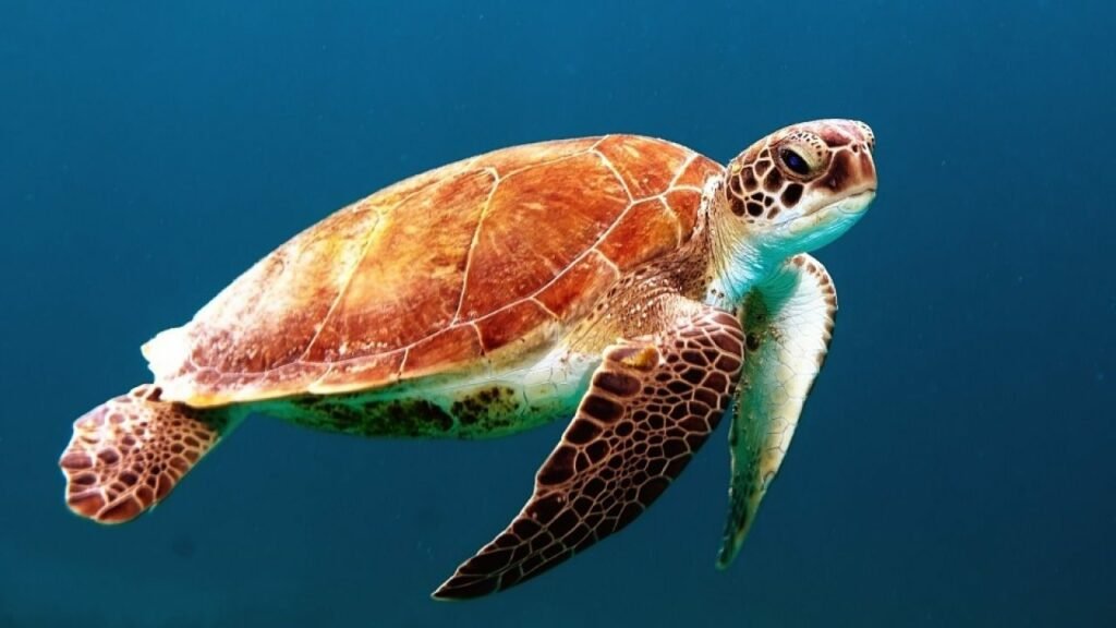 Conoce todo sobre este bello reptil marino Conoce todo sobre este bello reptil marino