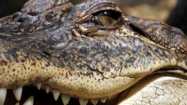 ¿Mercedes, eres tú? Se bañaba tranquilamente a las orillas de un río y un caimán lo mordió