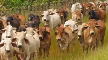 Fedenaga solicitó al MP liberación de agricultores detenidos Fedenaga solicitó al MP liberación de agricultores detenidos