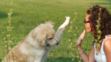 Saludar a los perros tiene su técnica
