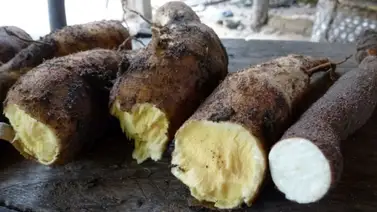 ¡Insólito! Fingió la muerte de su hijo por comer yuca amarga ¡Insólito! Fingió la muerte de su hijo por comer yuca amarga