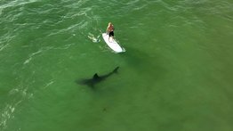 ¡Increíble! Estudio reveló como el tiburón blanco acecha a surfistas