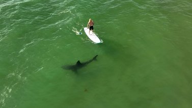 ¡Increíble! Estudio reveló como el tiburón blanco acecha a surfistas