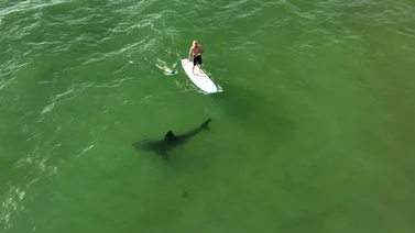 ¡Increíble! Estudio reveló como el tiburón blanco acecha a surfistas