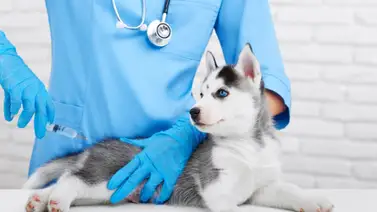 Cinco vacunas indispensables para los perros Cinco vacunas indispensables para los perros