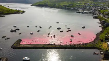 ¡Increíble! Matan a cientos de ballenas en una extraña tradición ¡Increíble! Matan a cientos de ballenas en una extraña tradición