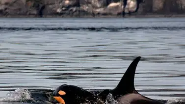 ¡Increíble! Lo que hizo una Orca bebé por su mamá (+Video) ¡Increíble! Lo que hizo una Orca bebé por su mamá (+Video)