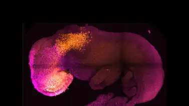 ¡Asombroso! Científicos crean embriones humanos ¡Asombroso! Científicos crean embriones humanos