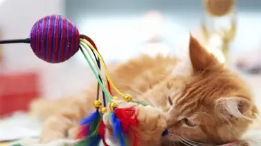 ¿Cuáles son los juguetes favoritos de los gatos? ¿Cuáles son los juguetes favoritos de los gatos?