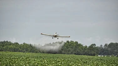Ave impactó contra un avión y esto fue lo que sucedió (+Video)