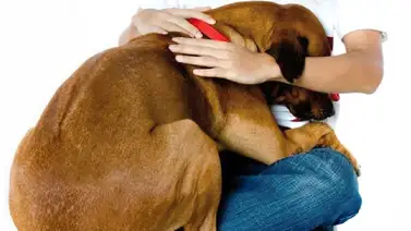 Formas de serenar a tus mascotas de ruidos extremos Formas de serenar a tus mascotas de ruidos extremos