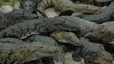 Esto hace Namibia con los cocodrilos para reducir conflictos Esto hace Namibia con los cocodrilos para reducir conflictos