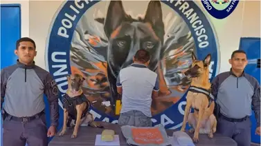 Brigada canina detecta cargamento de marihuana: Hay un detenido Brigada canina detecta cargamento de marihuana: Hay un detenido