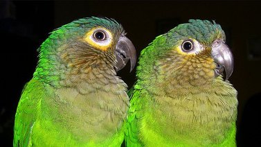 Conoce todo sobe el perico gorgicafé