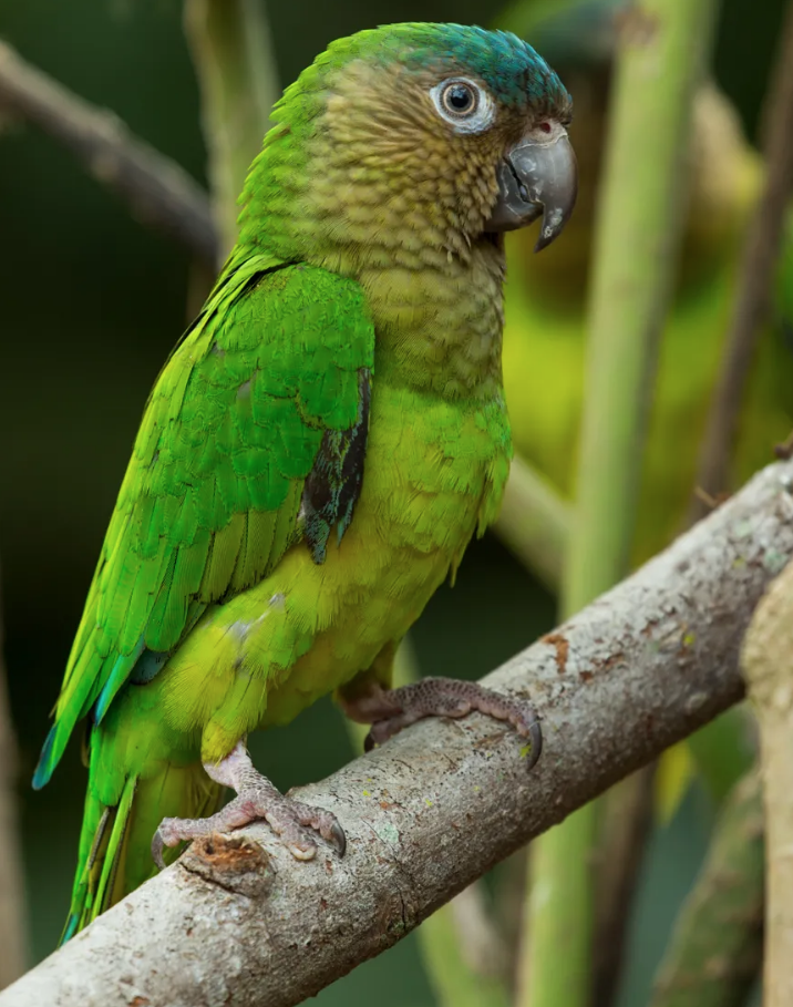 Conoce todo sobe el perico gorgicafé