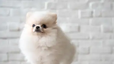 Pomerania: Raza de perro toy Pomerania: Raza de perro toy