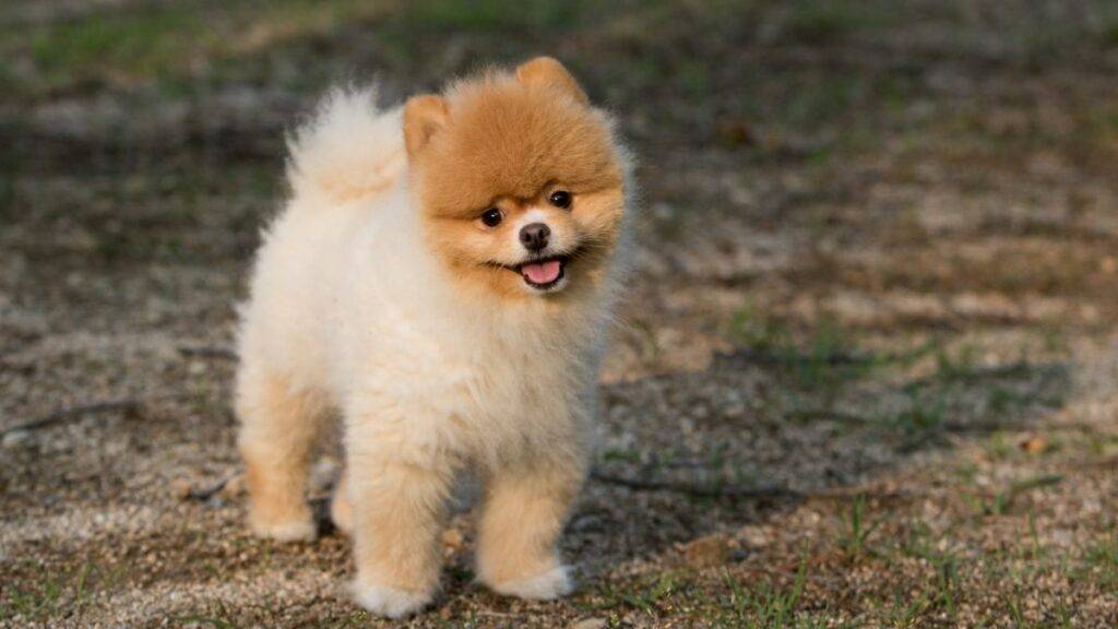 Pomerania: Raza de perro toy
