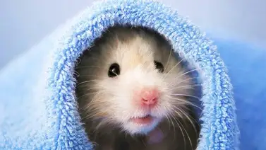 Tres maneras de bañar a un hámster Tres maneras de bañar a un hámster