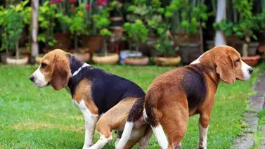 Perros pegados ¿Podemos separarlos? Perros pegados ¿Podemos separarlos?