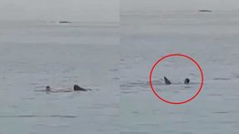 ¡Ataque mortal! Un hombre muere devorado por un tiburón (+Video)