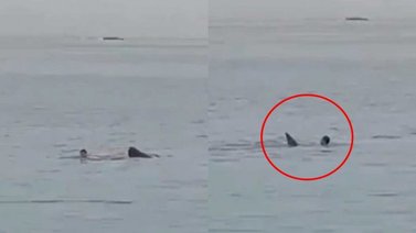 ¡Ataque mortal! Un hombre muere devorado por un tiburón (+Video)