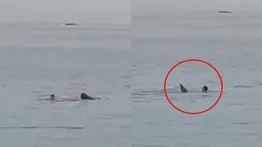 ¡Ataque mortal! Un hombre muere devorado por un tiburón (+Video)
