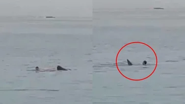 ¡Ataque mortal! Un hombre muere devorado por un tiburón (+Video)