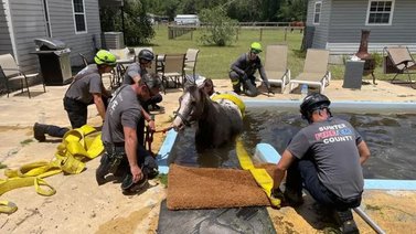 ¡Aunque usted no lo crea! Rescatan un caballo de una piscina