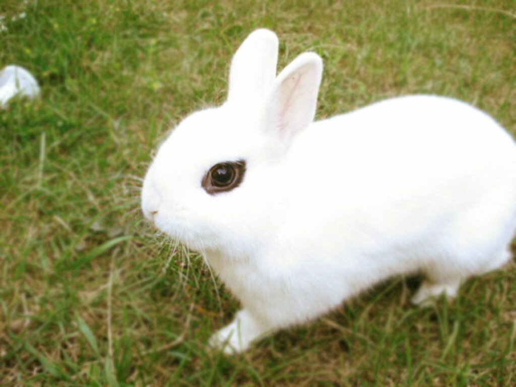 Hotot, la raza de conejo más longeva Hotot, la raza de conejo más longeva