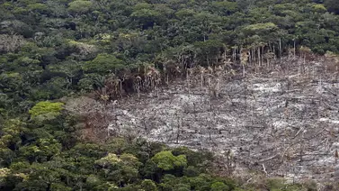 Red criminal deforestó 8.000 hectáreas en Sudamérica Red criminal deforestó 8.000 hectáreas en Sudamérica