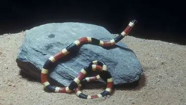 Serpiente mató a joven agricultor en el Zulia: Reportan incremento de casos Serpiente mató a joven agricultor en el Zulia: Reportan incremento de casos