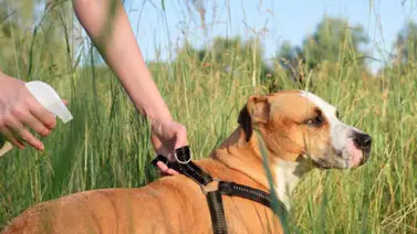 Antipulgas casero ¡Una solución al alcance de todos! Antipulgas casero ¡Una solución al alcance de todos!
