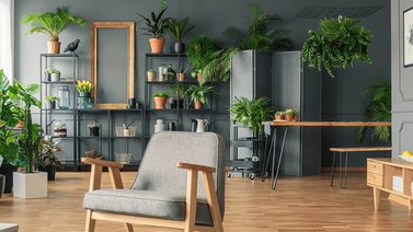 Así puedes hacer uso de las plantas dentro de casa
