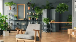 Así puedes hacer uso de las plantas dentro de casa