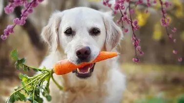 Zanahorias, un snack saludable para el perro Zanahorias, un snack saludable para el perro